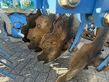 Grada de disco - Lemken - rubin 12