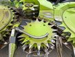 Cabezal - Claas - orbis 750 transportsystem