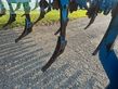 Cultivador - Lemken - karat 9