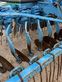 Grada de disco - Lemken - rubin 9/500 kuea