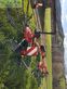 Rastrillo - Vicon - andex 714t vario