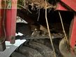 Cosechadora - arrancadora de patata - Grimme - se 150 - 60 ub