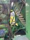 Empacadora gigant - Krone - combi pack 1500 v