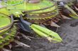 Cabezal - Claas - orbis 900 transportsystem