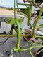 Henificador - Claas - volto 870