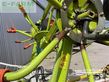 Henificador - Claas - volto 800 t