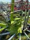 Rastrillo - Claas - liner 800