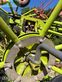 Henificador - Claas - volto 1300 t