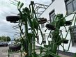 Henificador - Krone - kwt 8.82/8