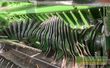 Empacadora gigant - Krone - presse variopack 1800