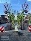 Rastrillo - Claas - liner 3000