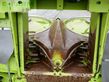 Cabezal - Claas - orbis 750 transportsystem