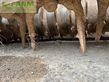 Grada rotativa - Lely - 300-55