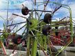 Rastrillo - Claas - liner 3600