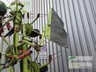Henificador - Claas - volto 1100