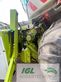 Cosechadora de Cereal - Claas - jaguar 890 fs-csl