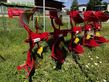 Arado - Pöttinger - servo 35s plus nova