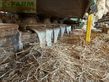 Grada rotativa - Amazone - kg 503-2