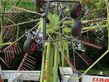 Henificador - Claas - USED LINER 3600