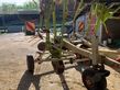 Henificador - Claas - volto 900 t