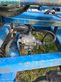 Cultivador -  - grubber köckerling vario 480