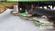 Cortacésped manual - Krone - easycut b 870 cv collect