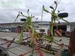 Henificador - Claas - volto 540 h