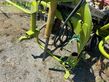 Henificador - Claas - volto 870
