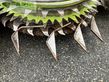 Cabezal - Claas - orbis 750 ac