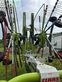 Rastrillo - Claas - liner 2800