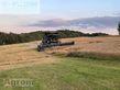 Cosechadora de Cereal - Massey Ferguson - ideal 8 pl