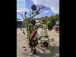 Henificador - Claas - USED VOLTO 800