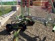 Henificador - Claas - liner 470 t