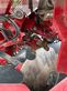 Cosechadora - arrancadora de patata - Grimme - gl 430 + ts 820