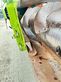 Cosechadora de Cereal - Claas - lexion 600