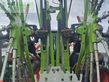 Henificador - Claas - USED LINER 2900M