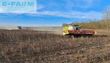 Cosechadora de Cereal - Claas - sonnblumenschneidwerk v1200 mit wagen