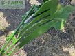 Esparcidor - Amazone - teres 300v5 100
