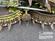 Cabezal - Claas - orbis 900