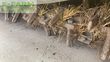 Combinado de siembra -  - info rototiller