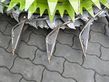 Cosechadora de Cereal - Claas - jaguar 950 inkl. orbis 750