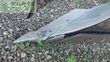Arado - Gregoire Besson - ry7 514160