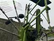 Henificador - Claas - liner 1750 twin