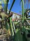 Rastrillo - Krone - swadro 2000
