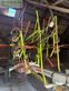 Rastrillo - Claas - liner 780 profil