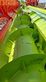 Cosechadora de Cereal - Claas - trion 730
