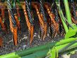 Sembradora - Amazone - drillkombination ad-403 mit kg 401 scheibenschar