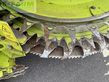Cabezal - Claas - orbis 750 auto contour