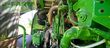 Cosechadora de Cereal - John Deere - 8500