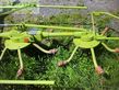 Henificador - Claas - volto 64